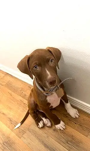 German shorthaired pointer Dog Atlas