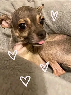 Name Chihuahua Dog Julie