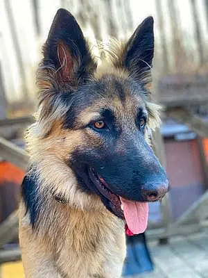 Name German Shepherd Dog Cynder