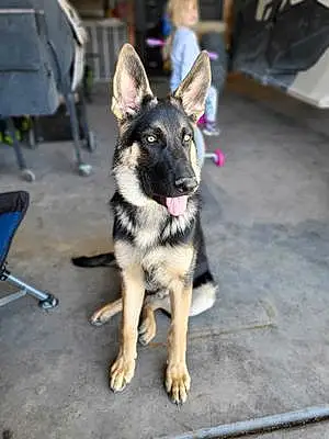 Name German Shepherd Dog Kovu