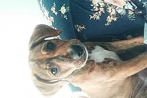 Name Beagle Dog Korra