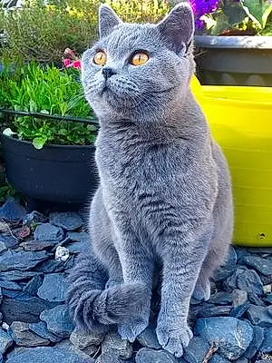 British Shorthair Cat Luna