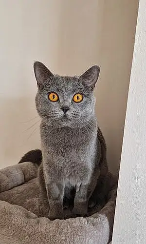 Name British Shorthair Cat Bluebelle