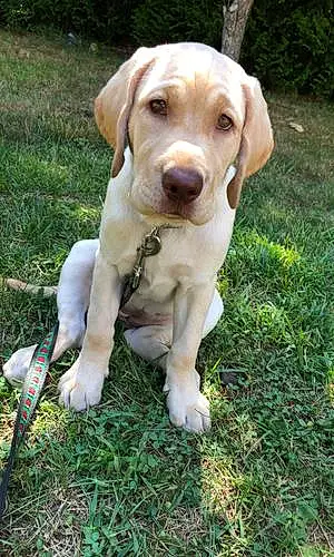 Name Labrador Retriever Dog Chowder