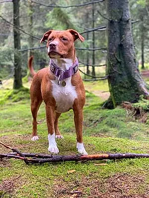 Staffordshire Bull Terrier Dog Sasha