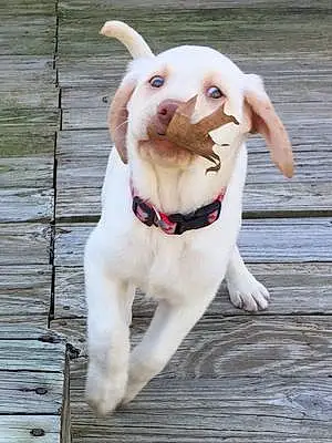 Name Labrador Retriever Dog Dana
