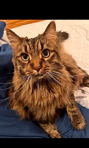 Name Maine Coon Cat Jackie