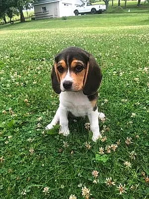 Name Beagle Dog Lilah