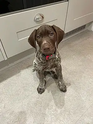 German shorthaired pointer Dog Penny