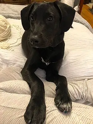 Name Labrador Retriever Dog Benson