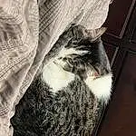 Cat, Felidae, Wood, Small To Medium-sized Cats, Grey, Whiskers, Comfort, Carnivore, Window, Furry friends, Linens, Human Leg, Domestic Short-haired Cat, Box, Pattern, Black & White, Shipping Box, Tail, Cardboard, Monochrome