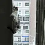 Window, Building, Cat, Felidae, Carnivore, Grey, Small To Medium-sized Cats, Wall, Door, Whiskers, Art, Wood, Snout, Facade, Tail, House, Window Covering, Door Handle, Glass