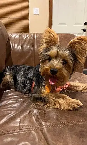 Name Yorkshire Terrier Dog Happy