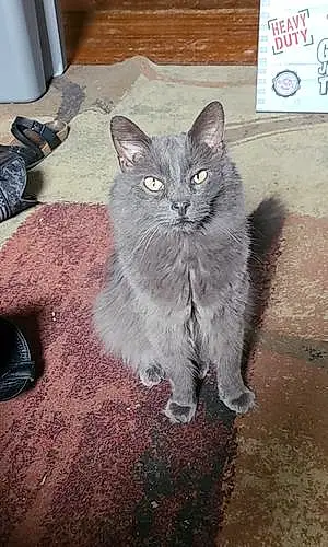 Name Russian Blue Cat Bugsy