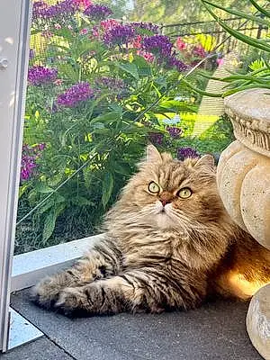 Name Persian Cat Dory