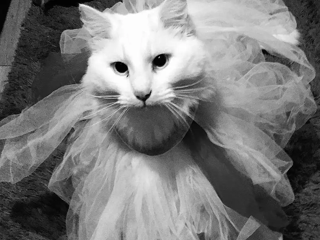 White, Cat, Carnivore, Style, Black-and-white, Whiskers, Small To Medium-sized Cats, Felidae, Plant, Snout, Tail, Feather, Close-up, Black & White, Furry friends, Monochrome, Fashion Accessory, Stock Photography, British Longhair, Wing