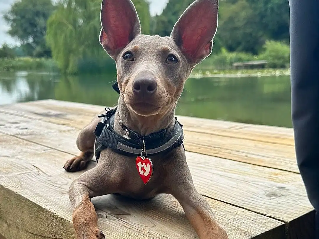 Dog, Sky, Cloud, Dog breed, Carnivore, Collar, Grey, Companion dog, Fawn, Water, Wood, Working Animal, Pet Supply, Snout, Dog Collar, Whiskers, Mexican Hairless Dog, Dog Supply, Tree