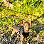 Plant, Dog, Dog breed, Carnivore, Companion dog, Fawn, Grass, Working Animal, Snout, Terrestrial Plant, Tail, Terrestrial Animal, Toy Dog, Canidae, Soil, Adventure, Landscape, Chihuahua, Walking