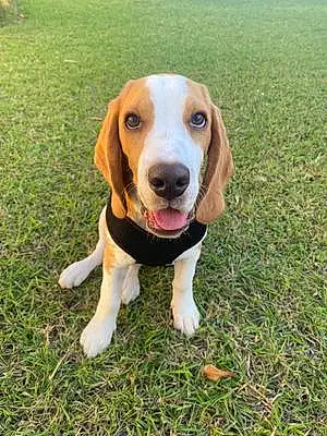 Name Beagle Dog Chewbacca