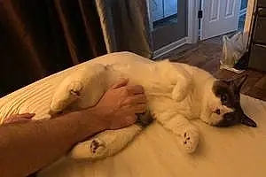 Snowshoe Cat Bjørn