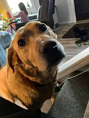 Name Golden Retriever Dog Aj