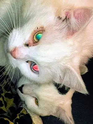 Turkish Angora Cat Furbie