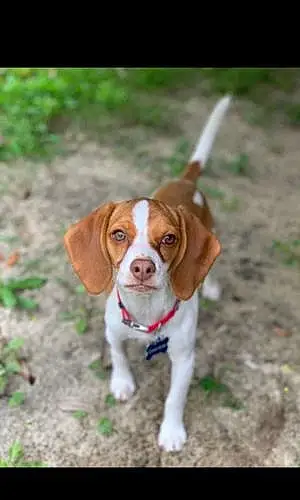 Name Beagle Dog Gypsy