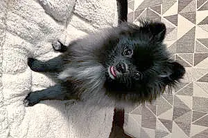Name Pomeranian Dog Inky