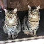 Cat, Window, Felidae, Carnivore, Small To Medium-sized Cats, Whiskers, Grey, Snout, Paw, Furry friends, Domestic Short-haired Cat, Sitting, Tail