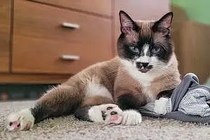 Snowshoe Cat French Toast