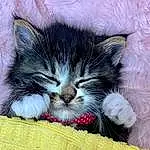 Cat, Carnivore, Comfort, Felidae, Small To Medium-sized Cats, Whiskers, Snout, Grass, Tail, Paw, Domestic Short-haired Cat, Foot, Furry friends, Claw, Cat Supply, Nap, Terrestrial Animal, Sleep, Photo Caption