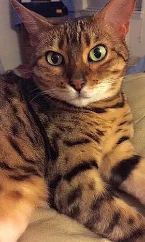 Name Bengal Cat Keiko
