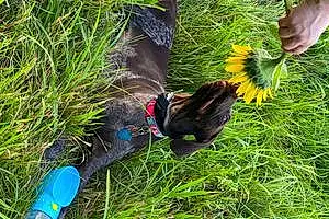 German shorthaired pointer Dog Bessie Mae