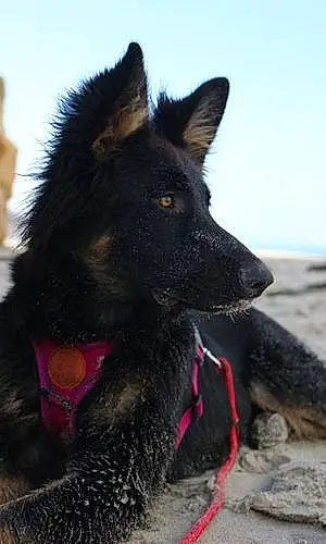 Name German Shepherd Dog Beauty