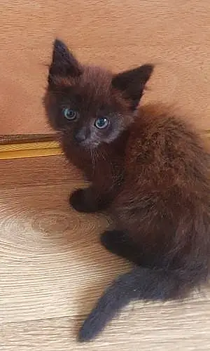 Name British Shorthair Cat Dougal