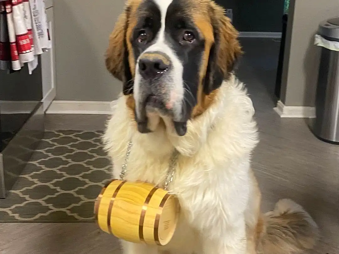 Dog, Carnivore, Dog breed, Shelf, Fawn, St. Bernard, Moscow Watchdog, Companion dog, Door, Waste Containment, Furry friends, Giant Dog Breed, Bookcase, Working Dog, Home Appliance, Tail, Gun Dog, Shelving