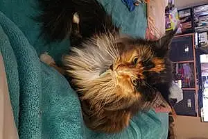 Name Maine Coon Cat Duck