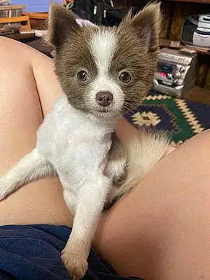 Name Pomeranian Dog Gidget