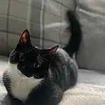 Eyes, Cat, Leg, Felidae, Carnivore, Comfort, Small To Medium-sized Cats, Whiskers, Grey, Snout, Tail, Domestic Short-haired Cat, Paw, Furry friends, Black & White, Sitting, Linens, Monochrome