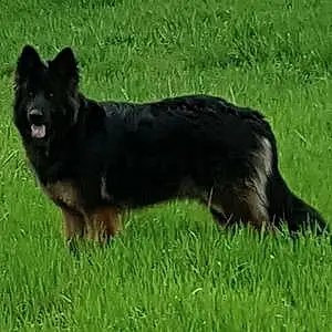 Name German Shepherd Dog Ammo