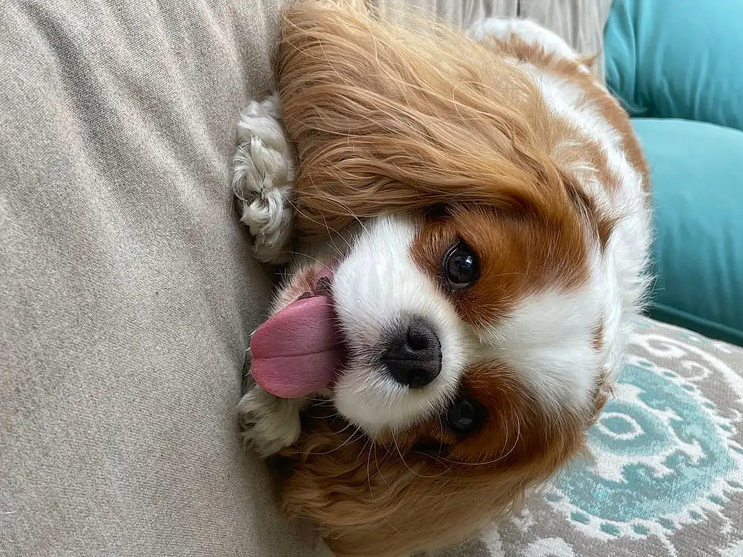 Dog, Toy, Dog breed, Carnivore, Liver, Dog Supply, Whiskers, Fawn, Companion dog, Toy Dog, Spaniel, Cavalier King Charles Spaniel, Snout, Canidae, Terrestrial Animal, Furry friends, Working Animal, Puppy love, Small Terrier