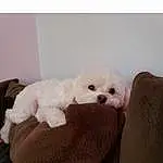 Head, Dog, Dog breed, Comfort, Carnivore, Pink, Companion dog, Working Animal, Snout, Toy Dog, Toy, Canidae, Furry friends, Linens, Stuffed Toy, Room, Non-sporting Group, Maltepoo, Sitting