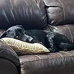 Brown, Dog, Furniture, Couch, Comfort, Carnivore, Dog breed, Studio Couch, Fawn, Companion dog, Sofa Bed, Living Room, Tints And Shades, Snout, Working Animal, Canidae