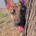 Dog, Carnivore, Dog breed, Whiskers, Companion dog, Wood, Trunk, Terrestrial Animal, Collar, Dog Supply, Soil, Canidae, Furry friends, Working Animal, Non-sporting Group, Puppy, Street dog, Adventure, Marsupial