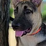 Dog, Dog breed, Carnivore, Collar, Jaw, Pet Supply, Working Animal, Fawn, Whiskers, Companion dog, Snout, Dog Collar, Canidae, Furry friends, Leash, Eyelash, Guard Dog, Working Dog, Non-sporting Group