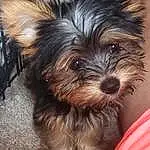 Dog, Carnivore, Dog breed, Liver, Companion dog, Toy Dog, Snout, Working Animal, Terrier, Small Terrier, Terrestrial Animal, Furry friends, Yorkipoo, Biewer Terrier, Non-sporting Group