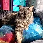 Cat, Felidae, Carnivore, Fawn, Small To Medium-sized Cats, Dog breed, Whiskers, Comfort, Snout, Electric Blue, Tail, Furry friends, Paw, Companion dog, Claw, Canidae, Domestic Short-haired Cat, Human Leg