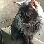 Cat, Felidae, Carnivore, Small To Medium-sized Cats, Whiskers, Grey, Snout, Tail, Furry friends, Window, British Longhair, Claw, Domestic Short-haired Cat, Black cats, Paw, Terrestrial Animal, Sitting