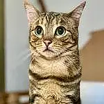 Cat, Felidae, Carnivore, Small To Medium-sized Cats, Whiskers, Snout, Furry friends, Domestic Short-haired Cat, Terrestrial Animal, Tail, Sitting, Paw, Claw, Tree
