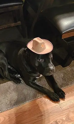 Pitt Bull Terrier Dog Negan